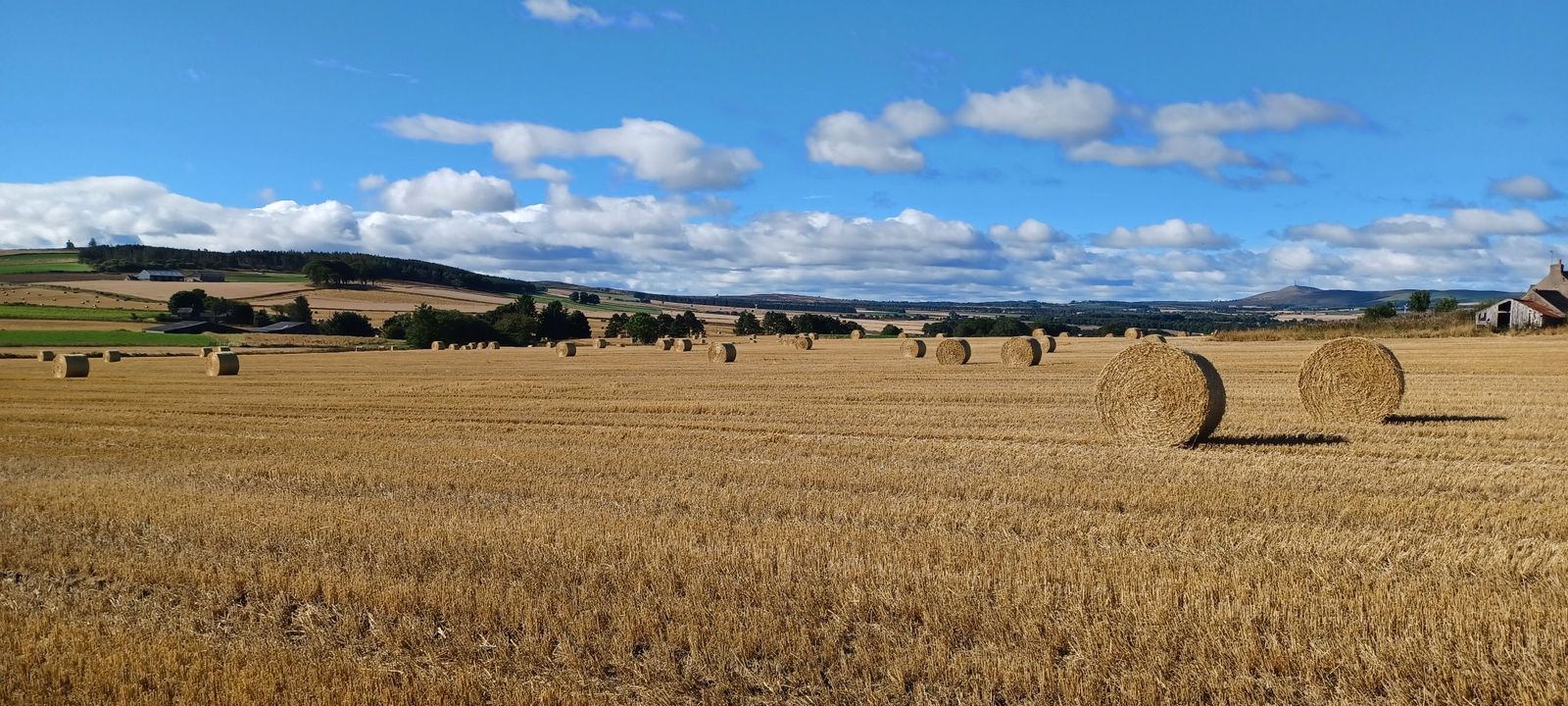 Farmland with forestry