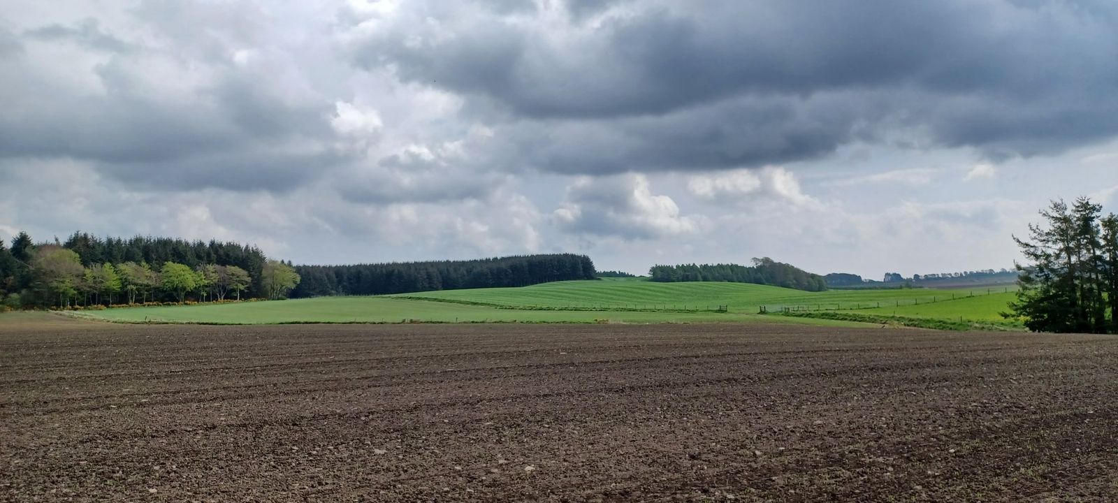 Green fields with forestry backdrop