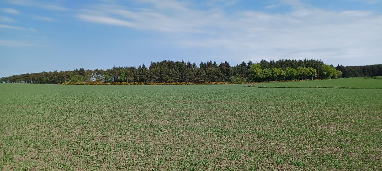 Young forestry plantation