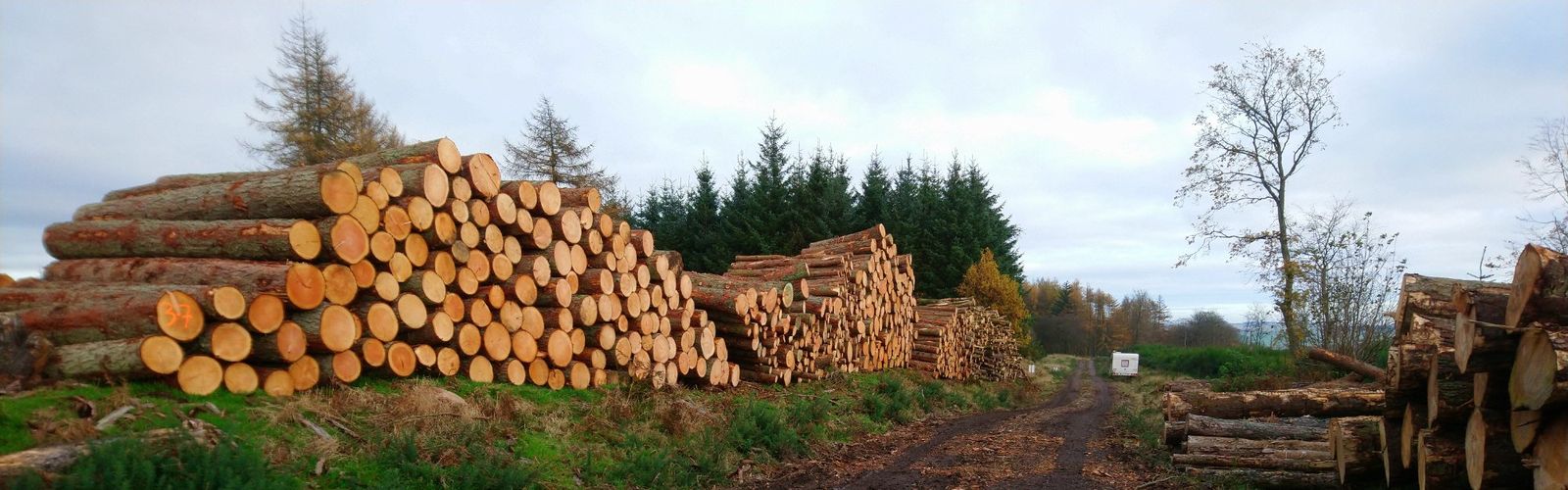 Pine woodland interior