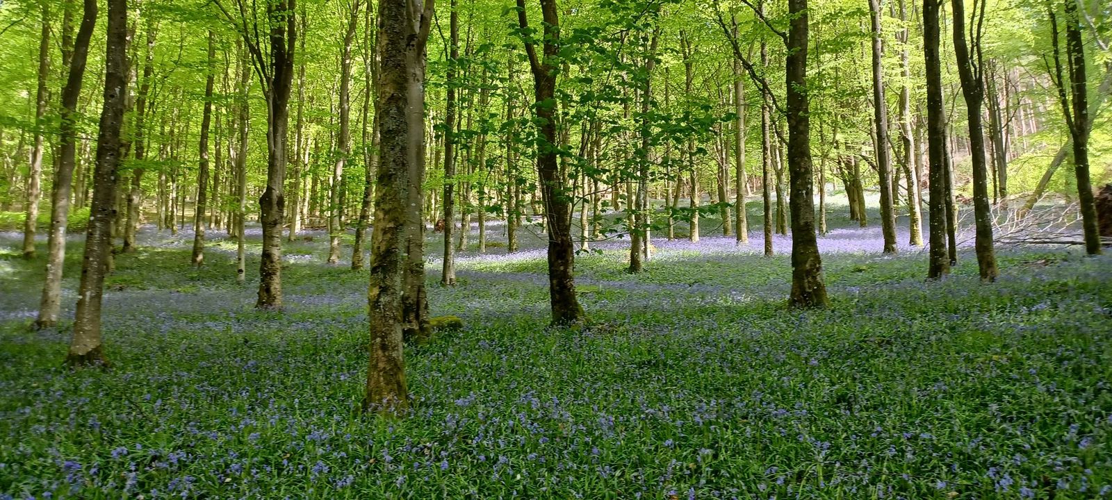 Bluebell hillside