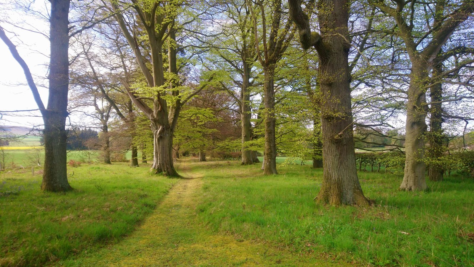 Ancient tree avenue