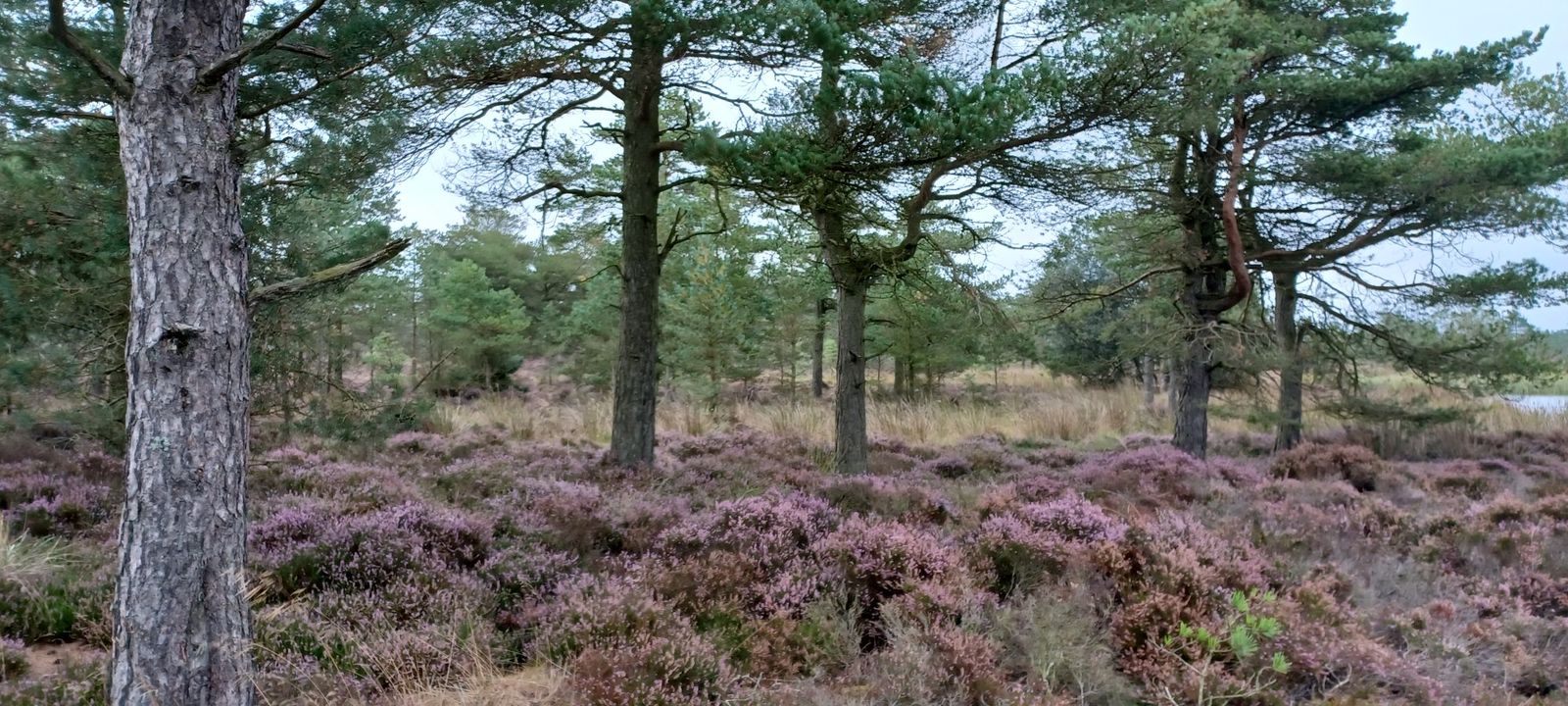 Heather and Scots Pine