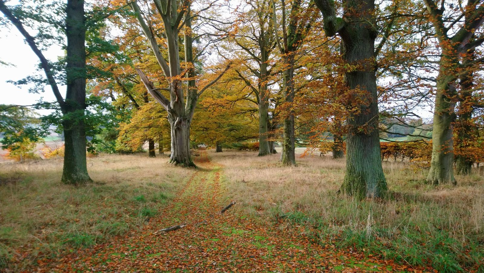 Autumn woodland walk