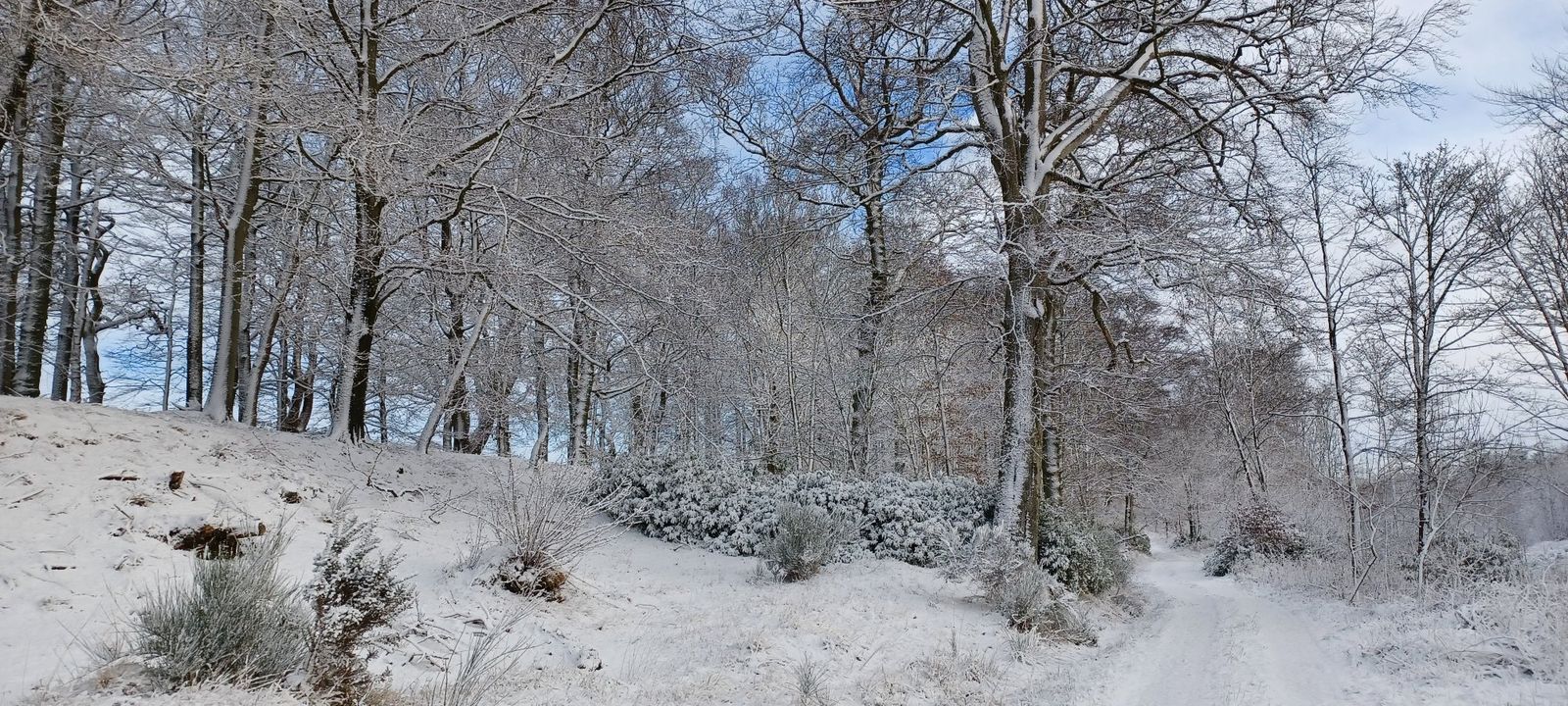 Snowy woodland path