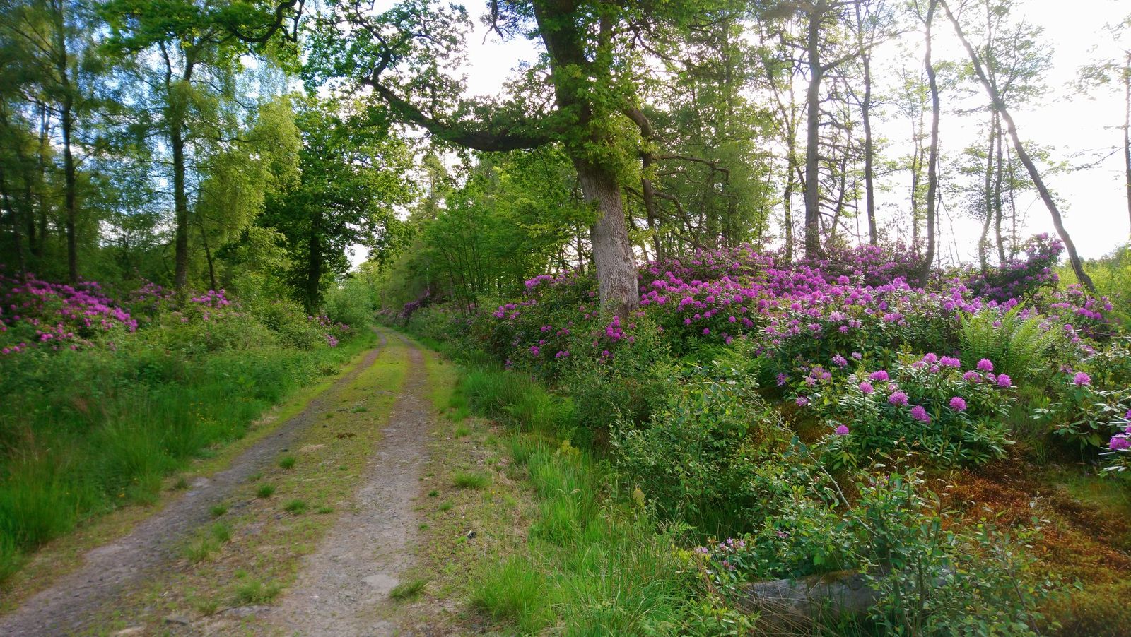 Woodland path with rhododendrons